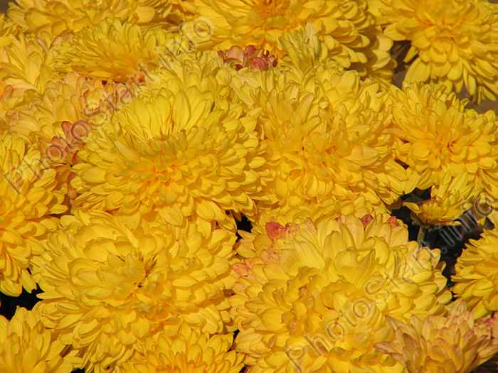 Поляна с жёлтыми хризантемами Опал.
