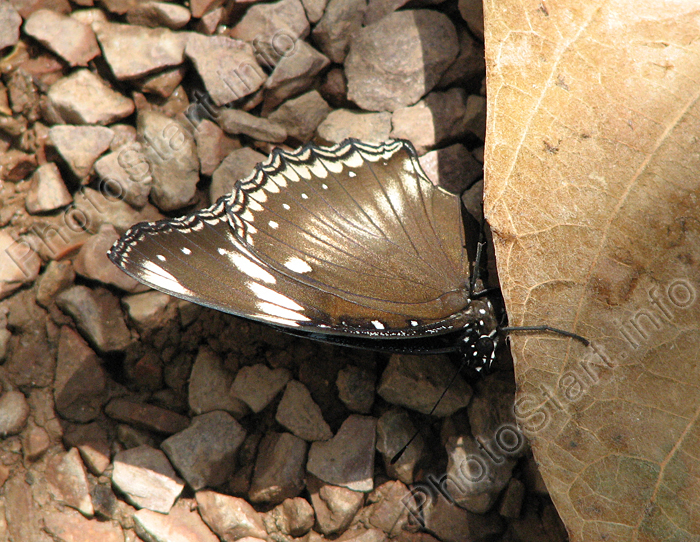 Черно-белая бабочка на сухом листе.