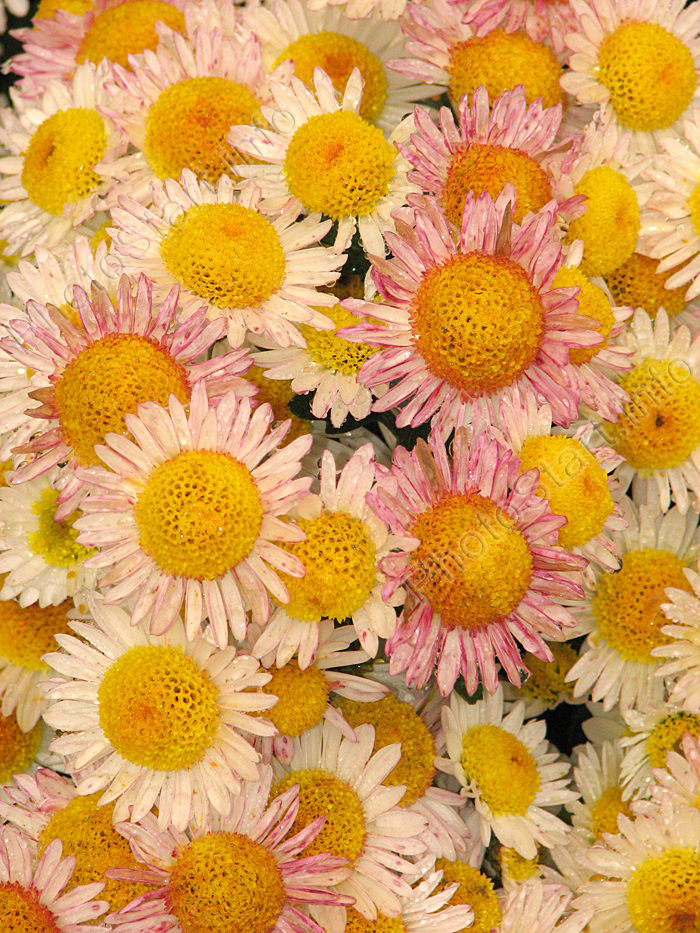 Мелкоцветковая хризантема Русское Поле.