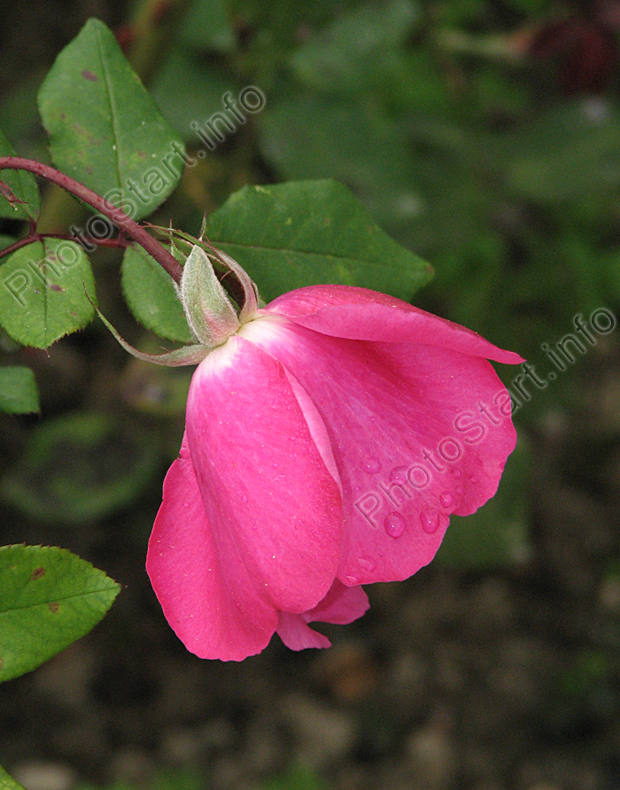 Роза-флорибунда Цикламен (Cyclamen).