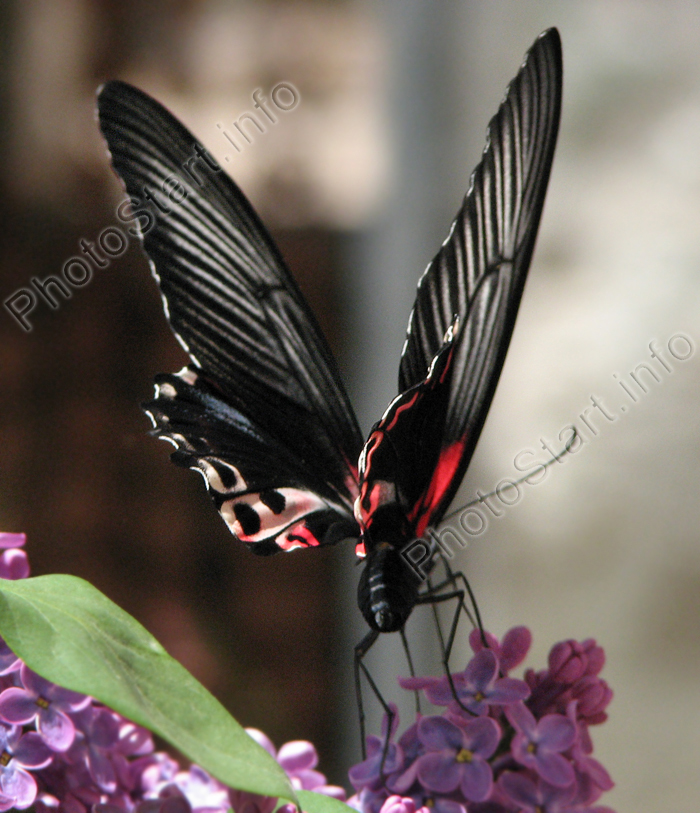 Красно-черная бабочка Papilio Rumanzovia. Взмах крыльями.