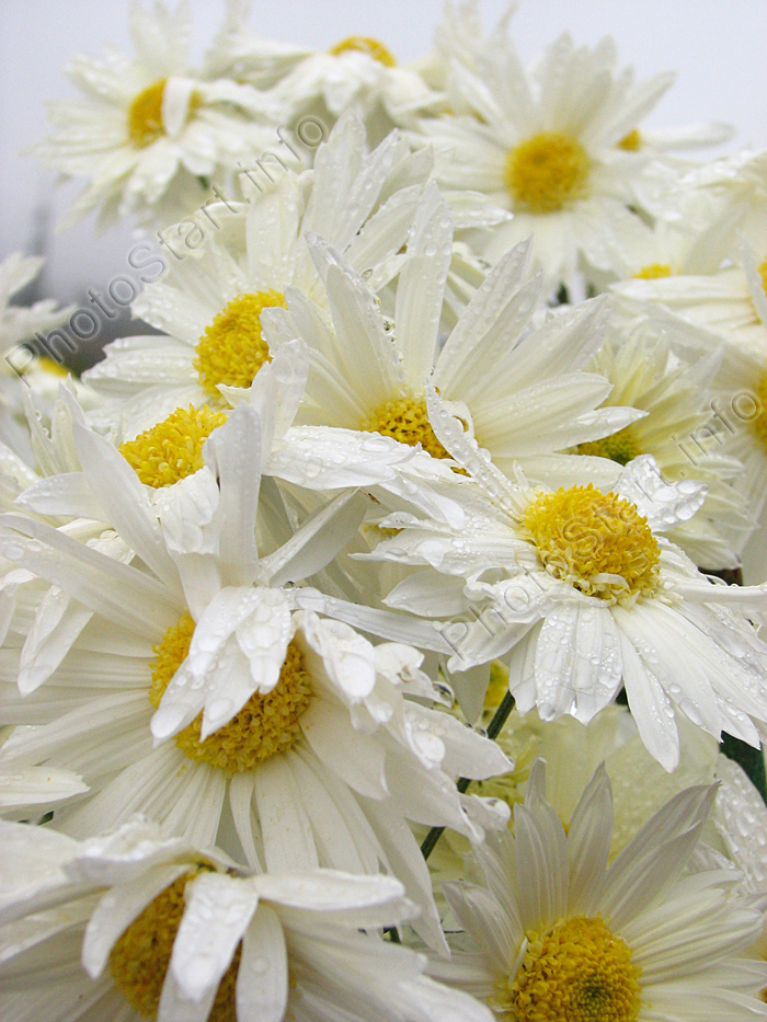 Белые хризантемы Касса (Cassa).
