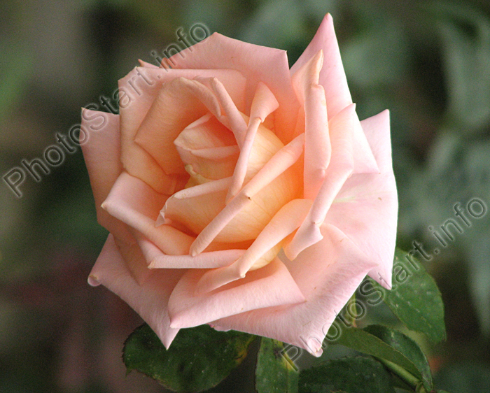 Бледно-розовая осенняя роза.