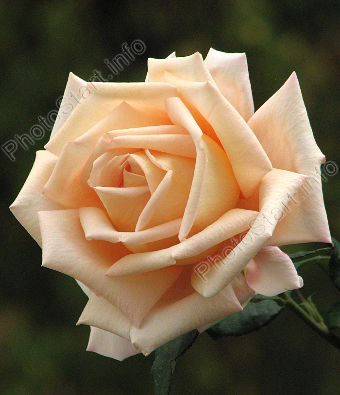 Кремовая роза из Никитского сада.