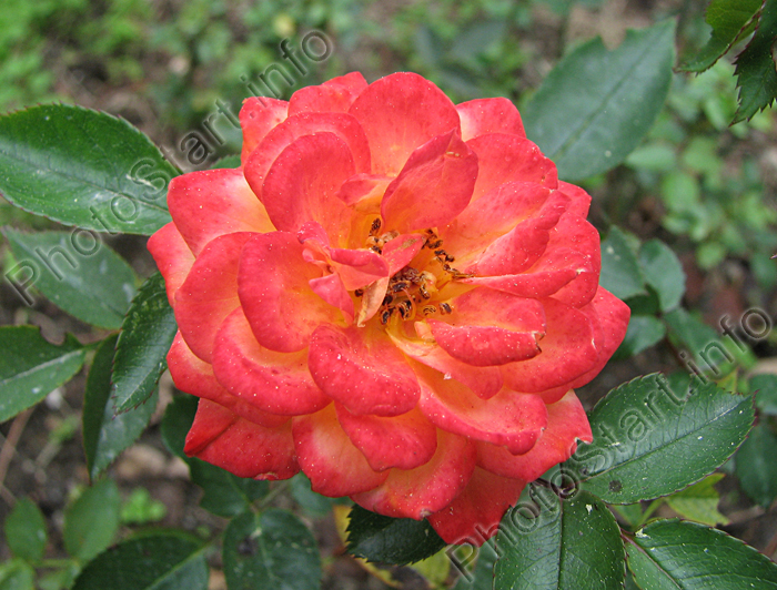 Цветок миниатюрной розы Санмейд (Sunmaid).