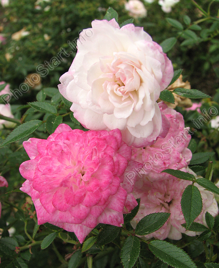Белый и розовый цветки розы Синдерелла (Cinderella).