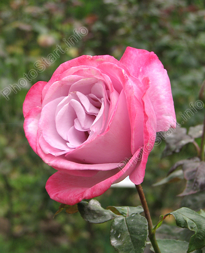 Сиреневая роза Парадиз (Paradise) с алой каймой на лепестках.