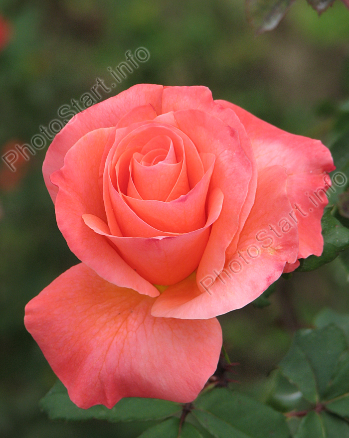 Оранжево-розовая роза Лезгинка.