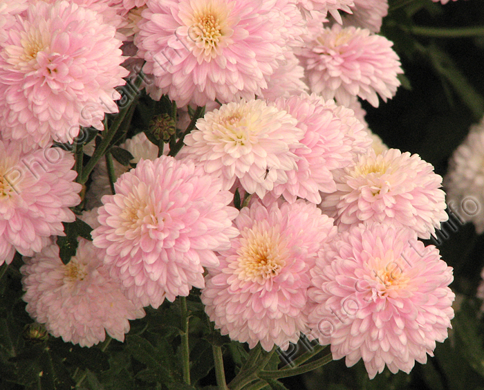 Розовые цветы хризантемы Славяночка.
