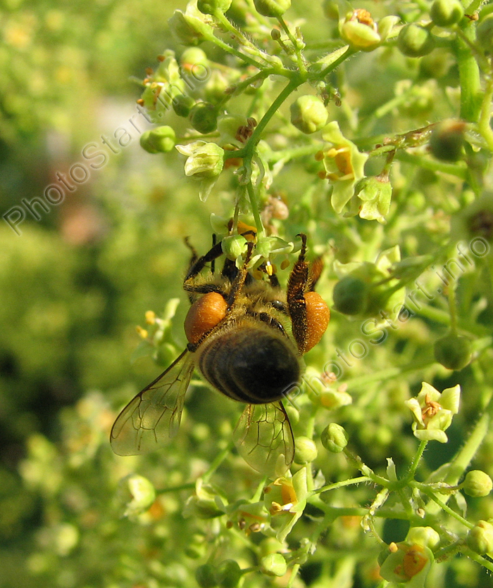 Пчела с наполненными пыльцой корзинками.