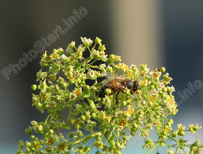 Пчела, собирающая нектар с соцветия.