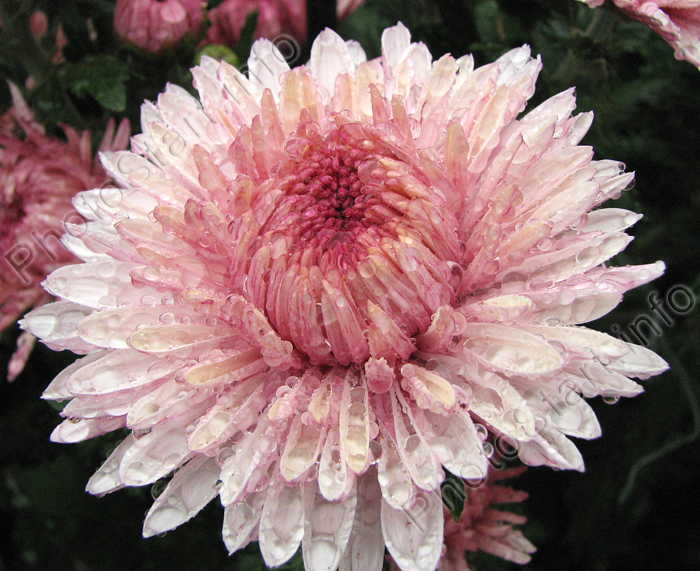 Цветок хризантемы Лавендер Куин (Lavender Queen).