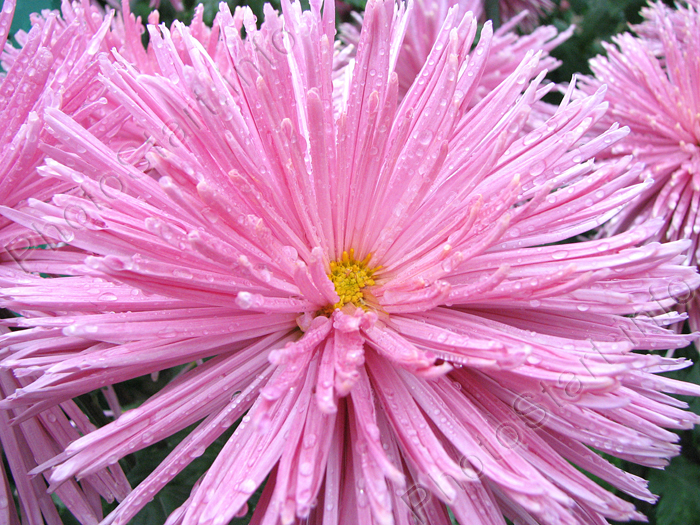 Розовая хризантема Чародейка крупным планом.