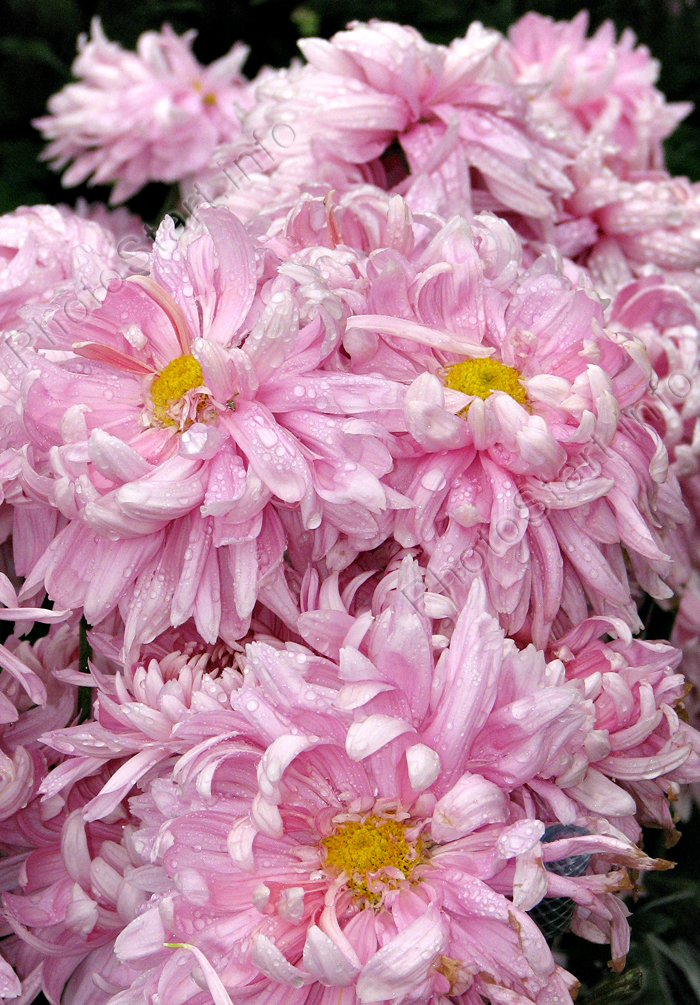 Растрёпанные розовые хризантемы Халцедон.