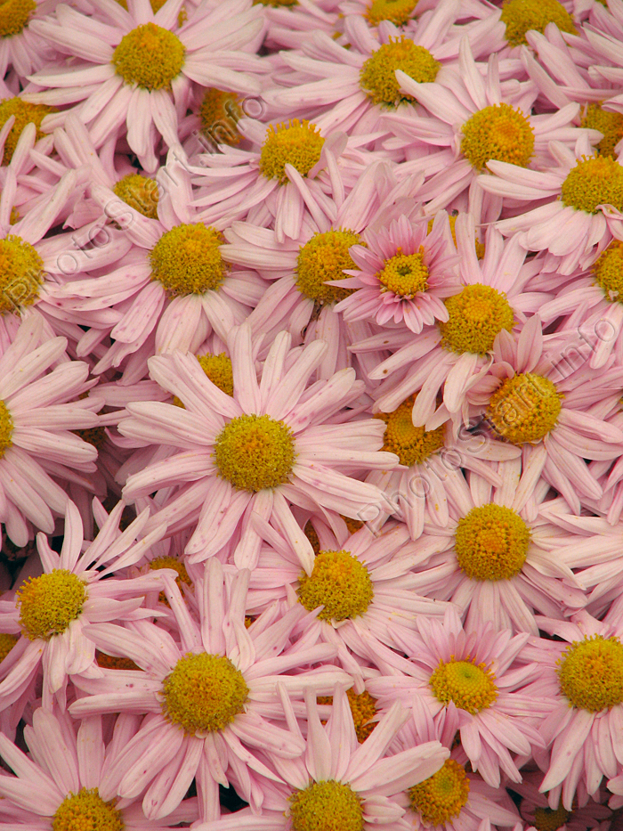 Бледно-розовые хризантемы с выраженными желтыми серединками.