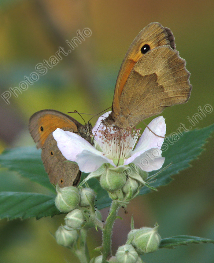 Самец и самка Воловий глаз на цветке ежевики.