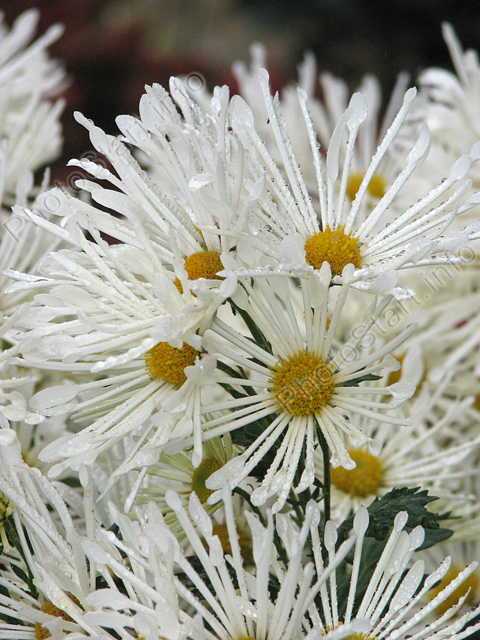 Белые тонколепестковые хризантемы-паучки.