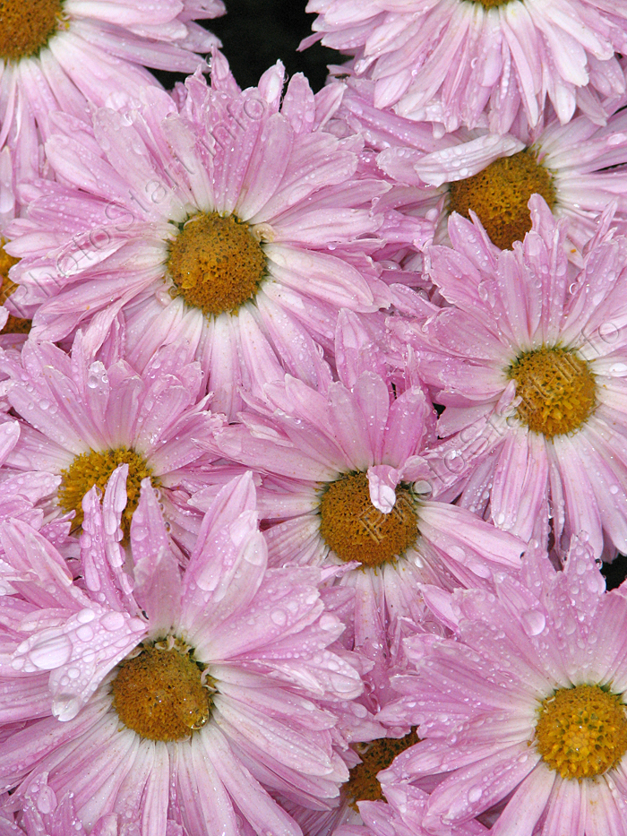Розовые хризантемы после дождя.