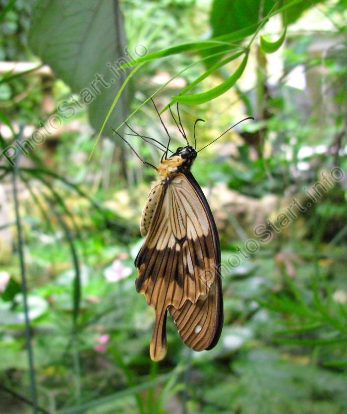 Длиннокрылая бабочка среди зелени.