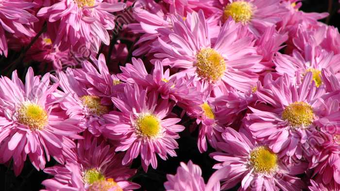 Цветочная композиция из розовых бордюрных хризантем Гебе (Hebe).