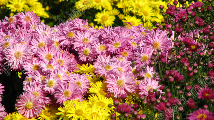 Розовая бордюрная хризантема Гебе (Hebe) в окружении желтых и бордовых хризантем.