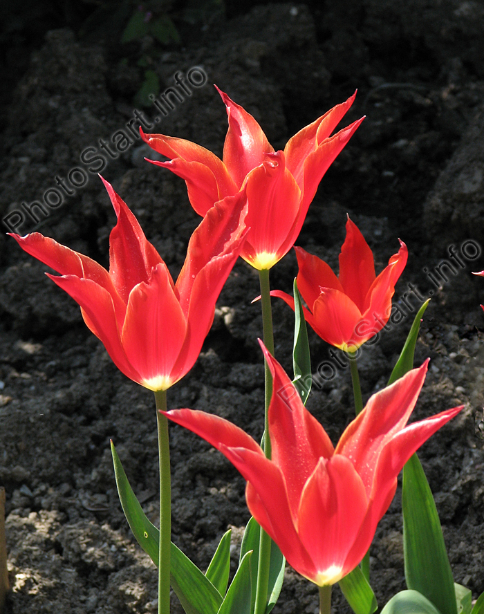 Цветущие красные тюльпаны Аладдин (Aladdin).