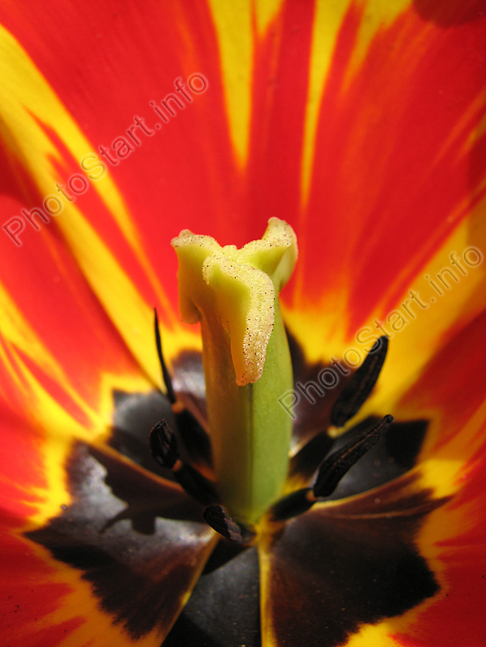 В цветке тюльпана Олимпик Флейм (Olimpic Flame).