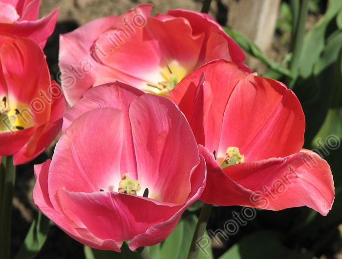 Тюльпаны Хадли (Hadley) розовые с белым донцем.