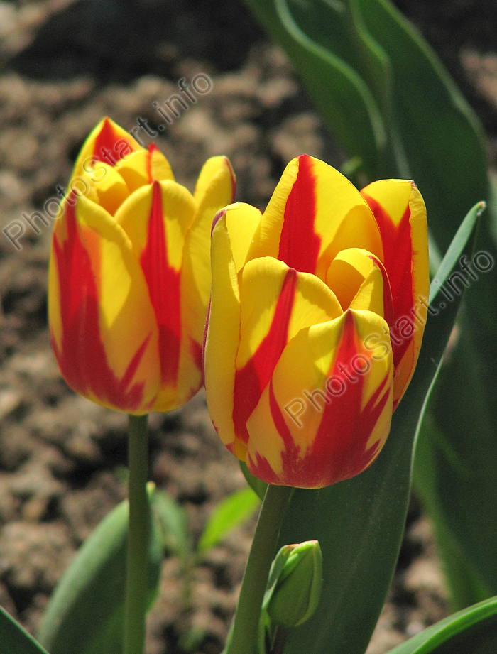 Два жёлто-красных тюльпана Колор Спектакл (Colour Spectacle).