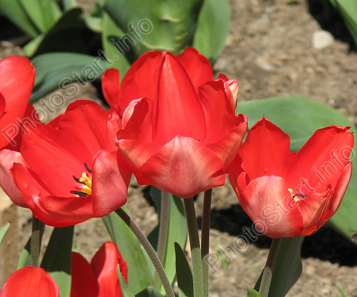 Красный мультицветковый тюльпан Роман-Кош.