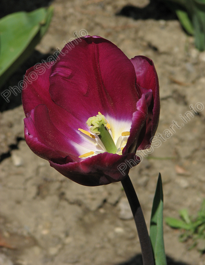 Тёмно-пурпурный тюльпан Деметер (Demeter).