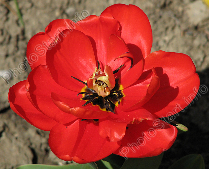 Цветок тюльпана Апельдорнс Фаворит (Apeldoorn's Favourite).