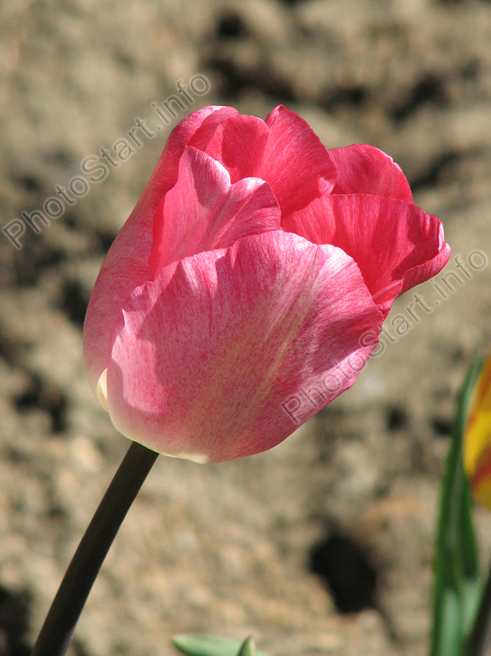 Нежно-розовый тюльпан Гандерс Рапсоди (Gander's Rhapsody).