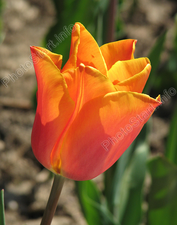 Оранжевый тюльпан Фиделио (Fidelio).