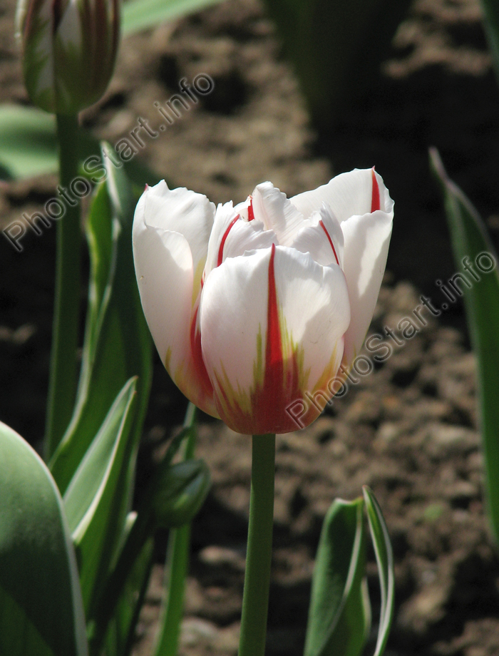 Белый тюльпан с красными язычками на лепестках.