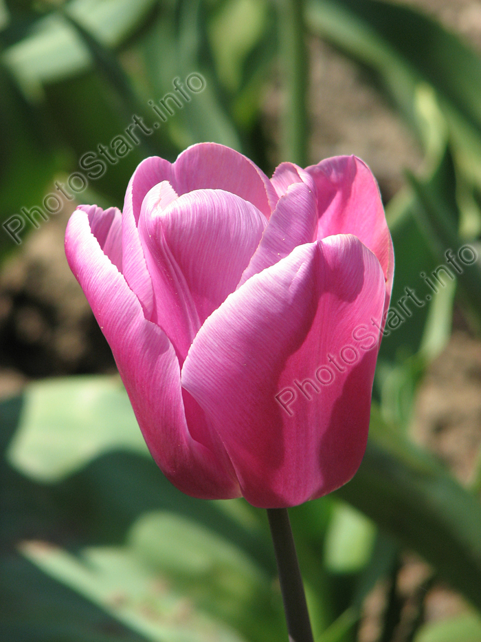 Цветок сиреневого тюльпана.