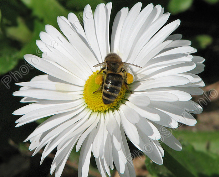 Пчела на цветке белой маргаритки.