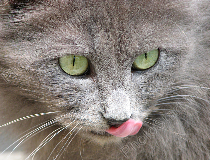 Дымчатая кошка с высунутым языком.