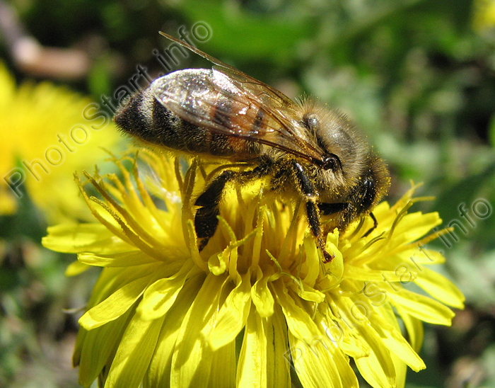 Пчела собирает пыльцу на одуванчике.
