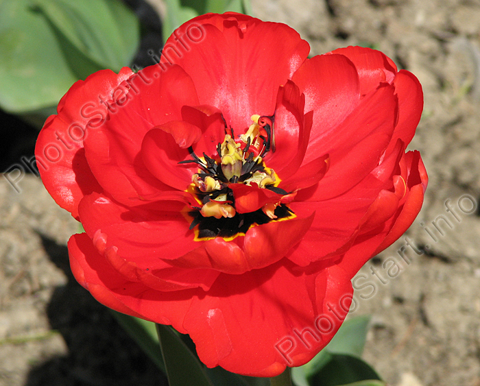 Красный тюльпан Апельдорнс Фаворит (Apeldoorn's Favourite).