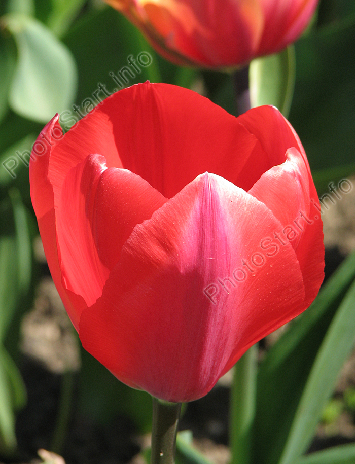 Красный тюльпан Scheffield.