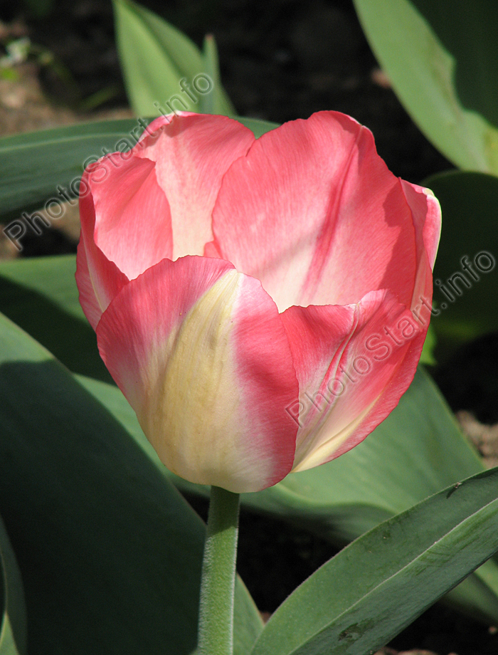 Цветок тюльпана Тендер Бьюти (Tender Beauty).