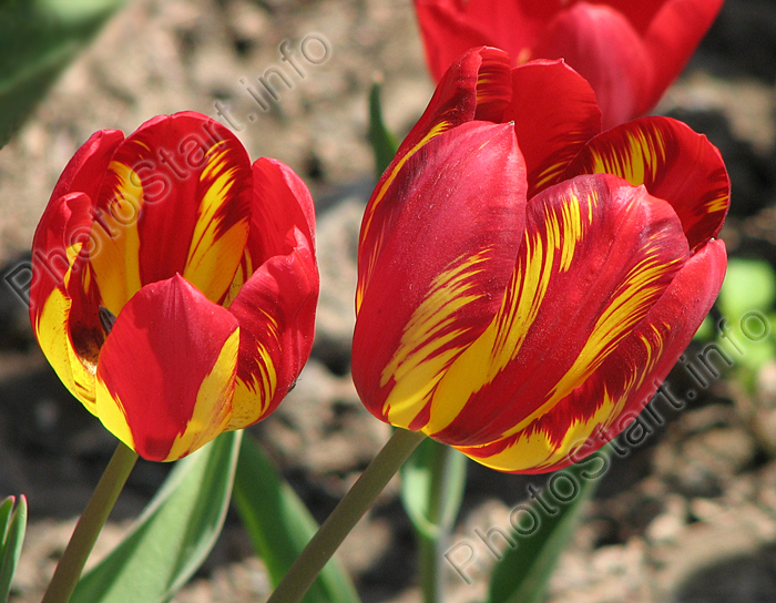 Красные тюльпаны с жёлтыми "перьями".