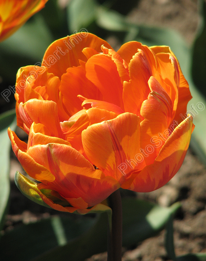Цветок оранжевого тюльпана Оранж Принцесс (Orange Princess).