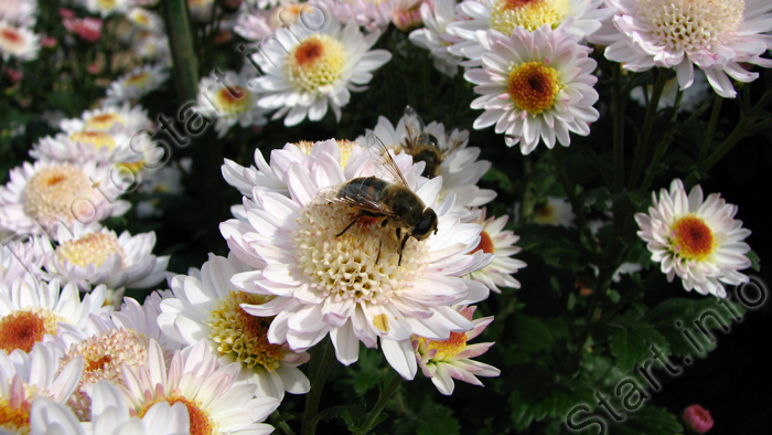 Пчела на белом цветке хризантемы Медея