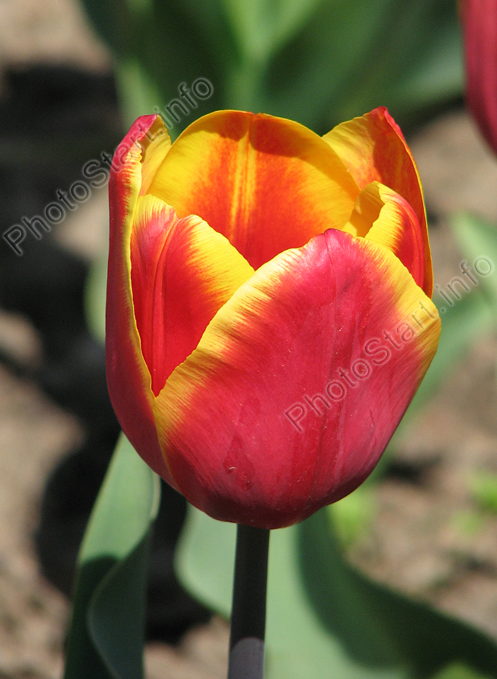 Двухцветный тюльпан Кис Нелис (Kees Nelis).