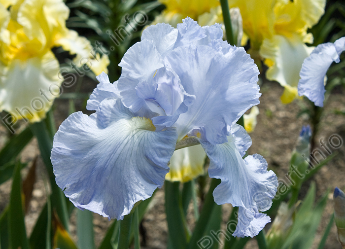 Цветок ириса Blue Reflection на фоне жёлтых ирисов Limelighter.
