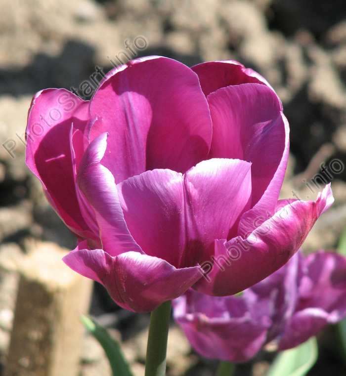Сиреневый тюльпан 1689/2.