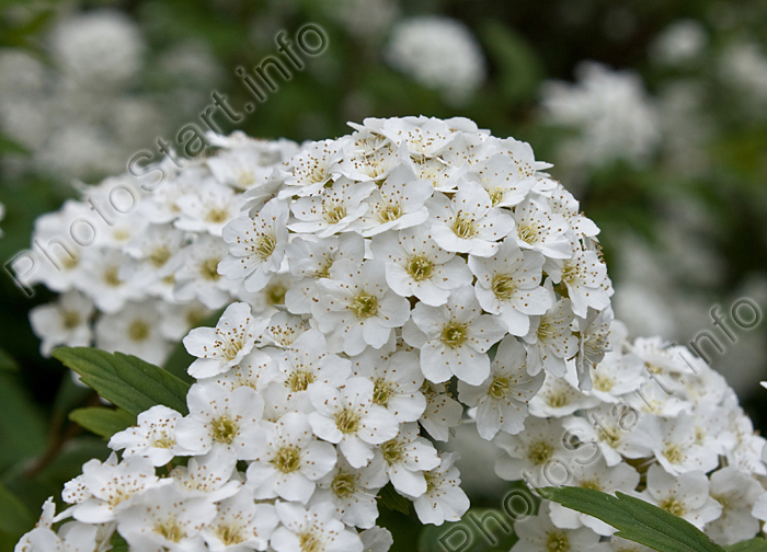 Белые цветы майской невесты.