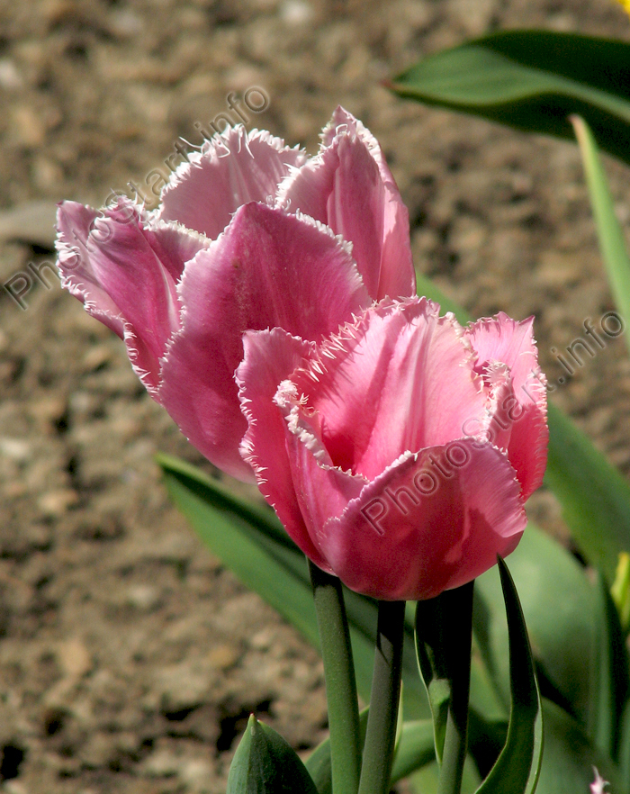 Розовый тюльпан мультифлора Фринджед Фэмили (Fringed Family).